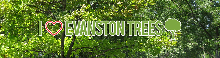 IHeartEvanstonTrees_header