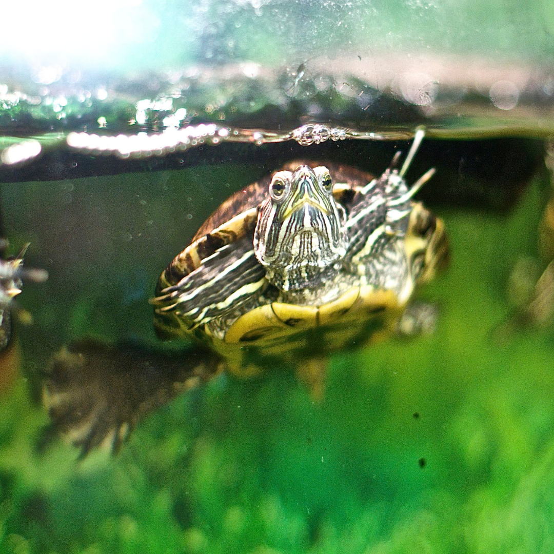 Turtle at Ecology Center