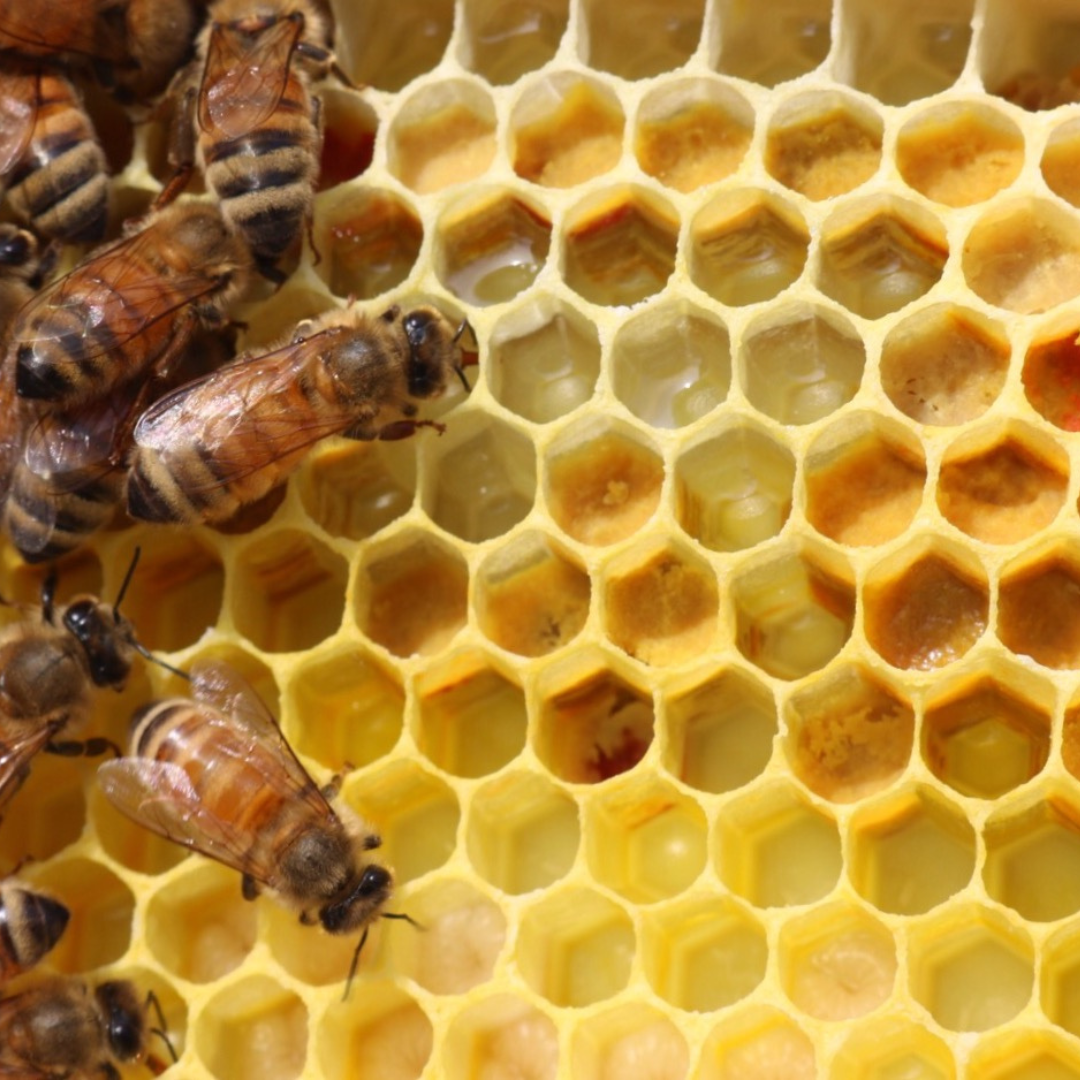 bees on bee hive at Ecology Center