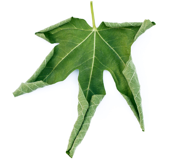 Wilting leaf