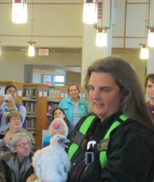 falcon banding at Evanston Public Library